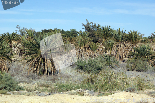 Image of Palm trees