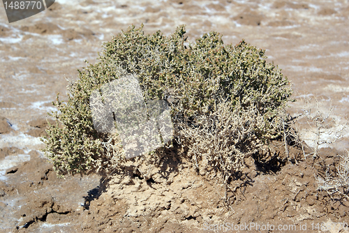 Image of Desert