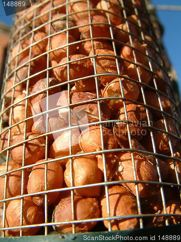 Image of nuts for the birds