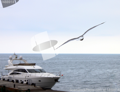 Image of seagull