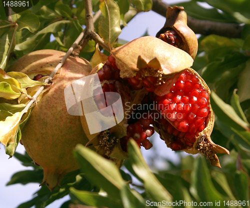 Image of Pomegranade