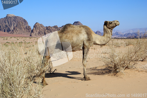 Image of Wadi Rum