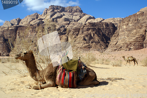 Image of Two camels