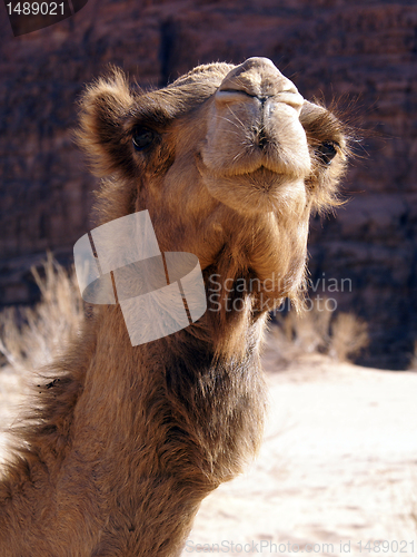 Image of Cute face of camel