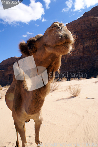 Image of Camel