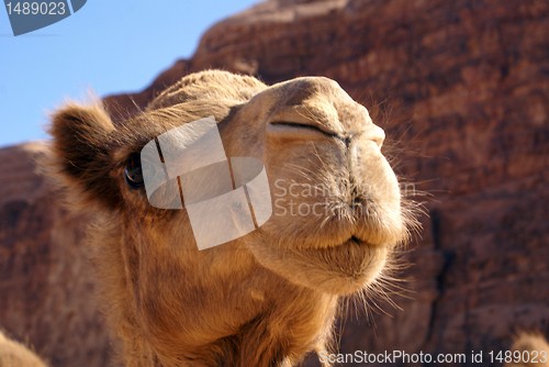 Image of Head of camel