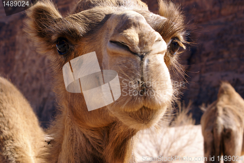 Image of Head of camel