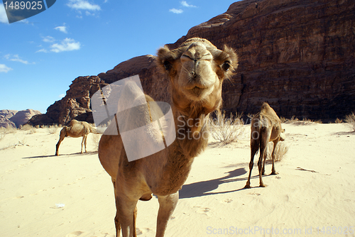 Image of Camels