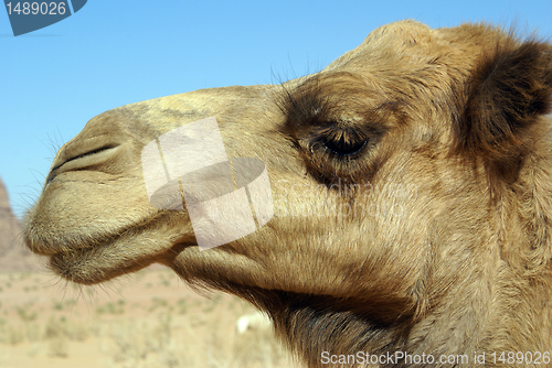 Image of Head of camel