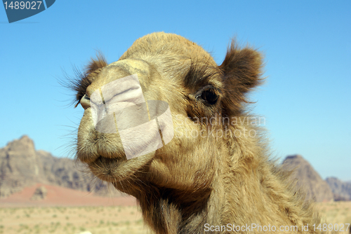 Image of Camel