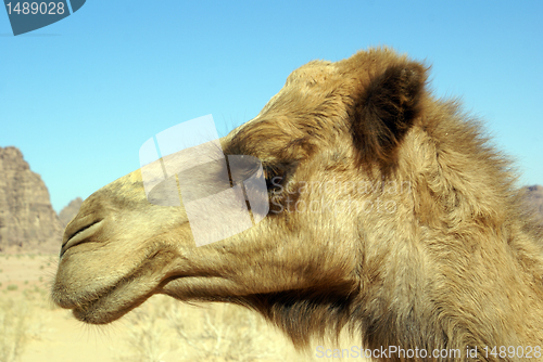 Image of Head of camel