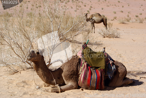 Image of Bush and two camels