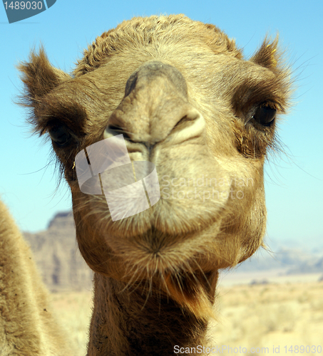 Image of Face of camel