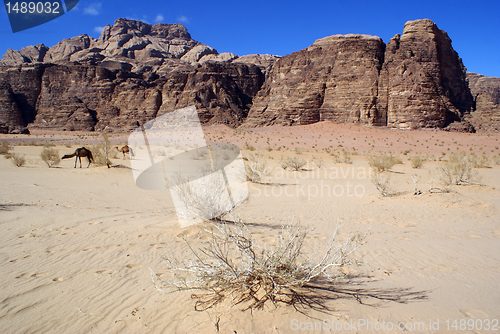 Image of Wadi Rum