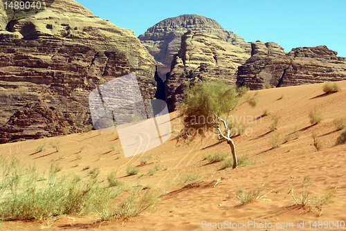 Image of Mount, bush and sand