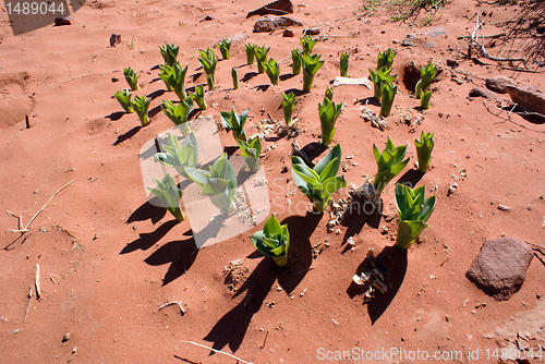 Image of Green flowers