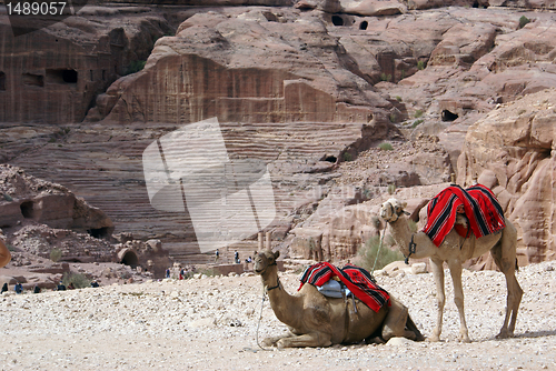 Image of Camels