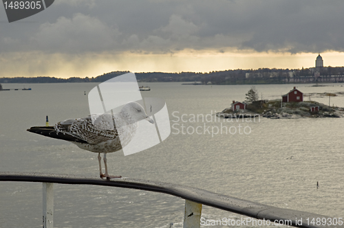 Image of Seagul 