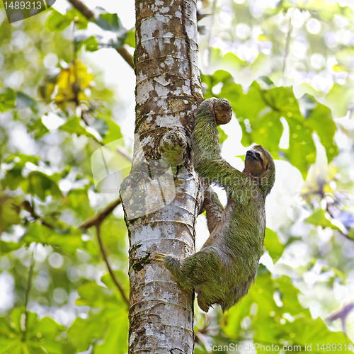 Image of Three-toed Sloth