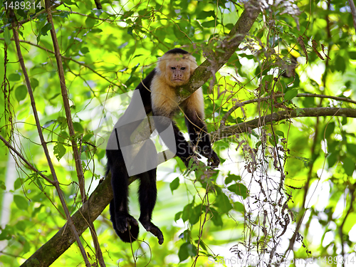 Image of White faced Capuchin