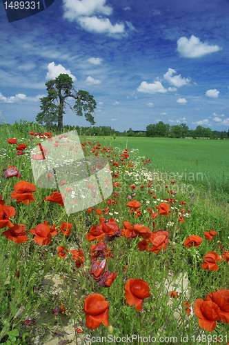 Image of blossoming red poppies