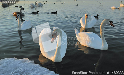 Image of Flight of swans