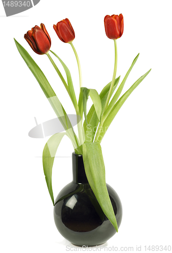 Image of Red tulips in a vase it is isolated on the white 