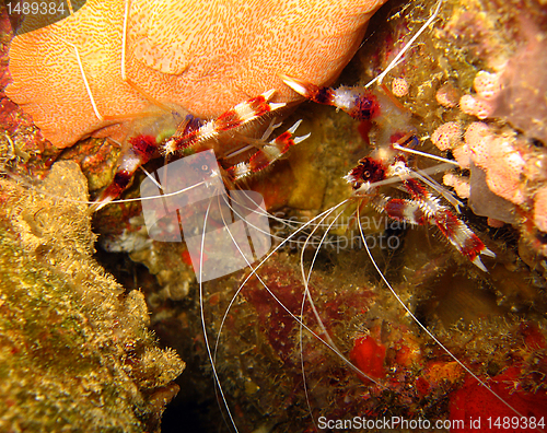 Image of Banded Boxer Shrimps