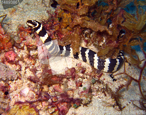 Image of Banded Sea Snake