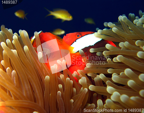 Image of Bridled Anemonefish