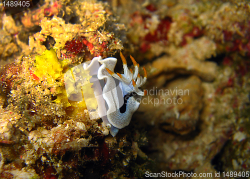 Image of Chromodoris Dianae