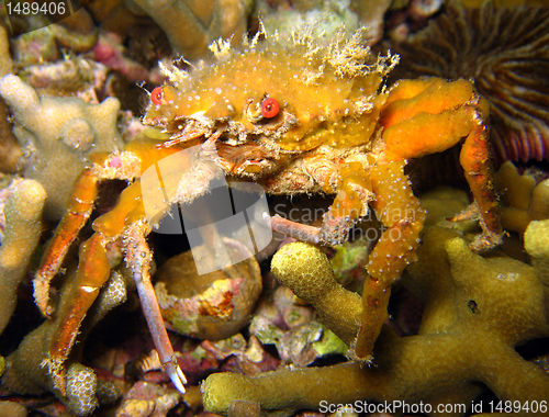 Image of Decorator Crab