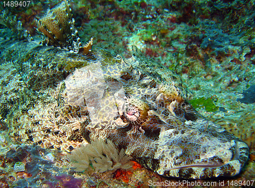 Image of Crocodilefish 