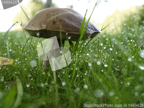 Image of Mushroom