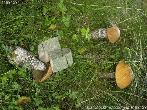 Image of Mushroom