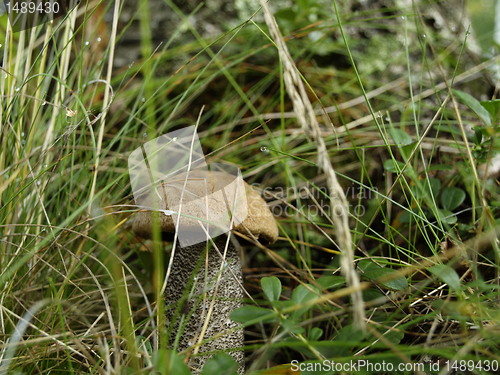 Image of Mushroom