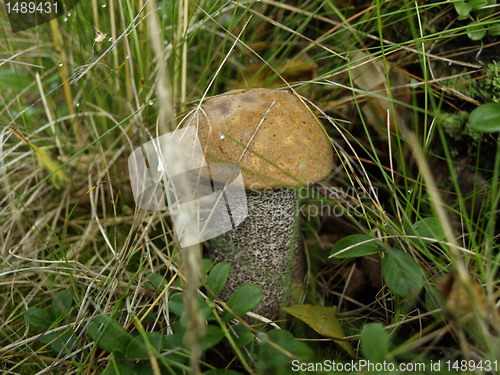 Image of Mushroom