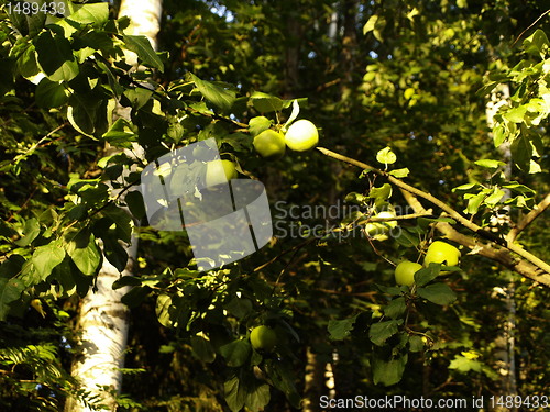 Image of apple tree