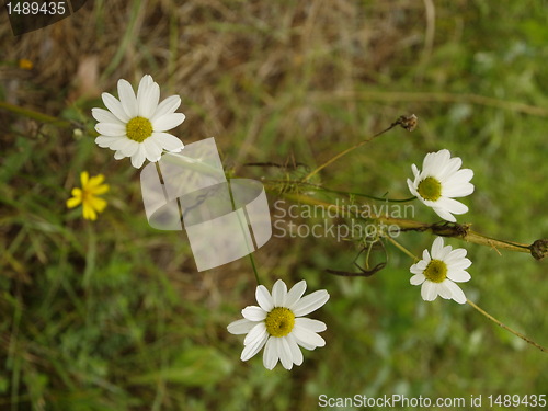 Image of daisy