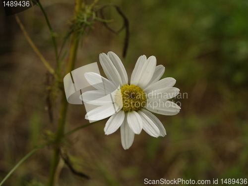 Image of daisy 