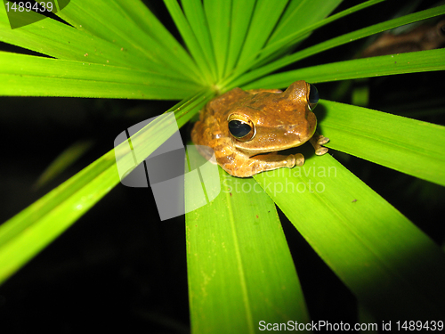 Image of Frog Close-up