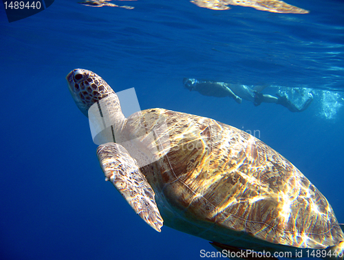 Image of Green Turtle and Snorkeler