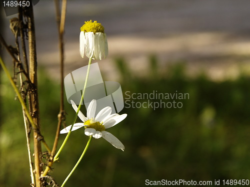 Image of daisy