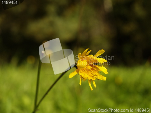 Image of dandelion in late summer