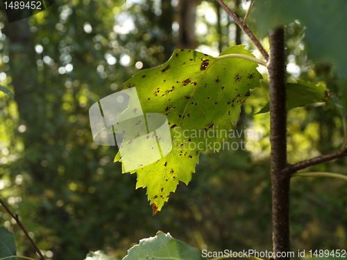 Image of green leaf
