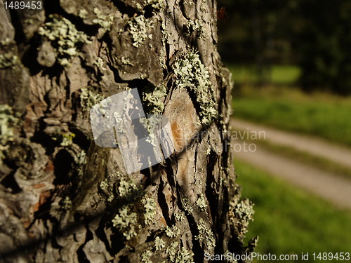 Image of pine tree bark