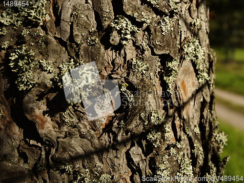 Image of pine tree bark