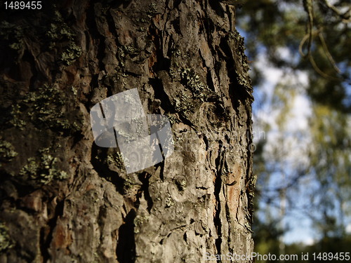 Image of pine tree bark