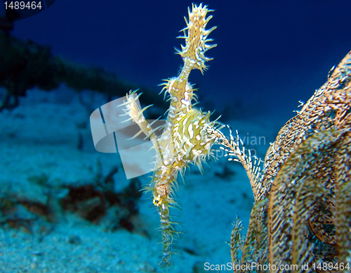 Image of Harlequin Ghost Pipefish