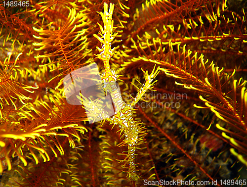 Image of Harlequin Ghost Pipefish 2